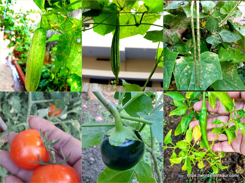 Is growing your own vegetables worth it