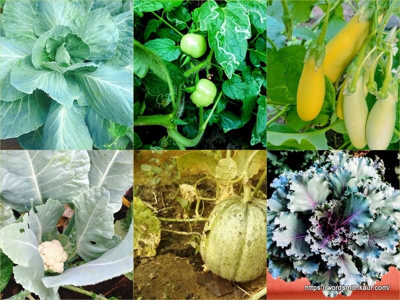 Is growing your own vegetables worth it