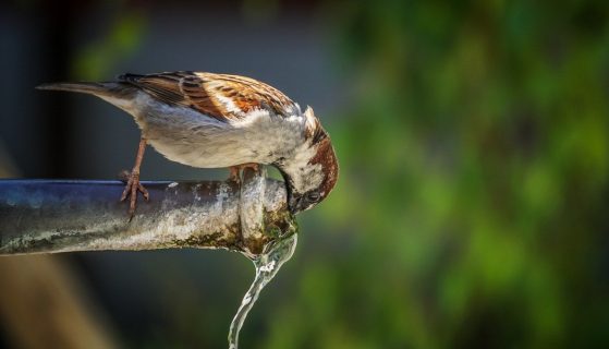 Summer is here! Drink more water with these really easy tips