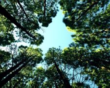 4 easy ways to stay optimistic during the pandemic