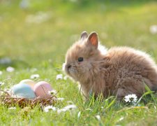 Decorating an Easter egg and 5 other Easter traditions we love