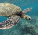 What do turtles do for the environment?