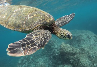 What do turtles do for the environment?