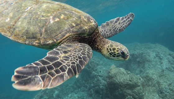 What do turtles do for the environment?