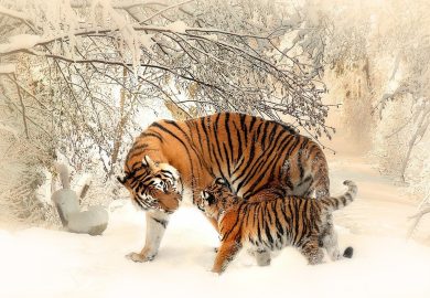 All you need to know about International Tiger Day