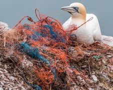 Single-Use Plastic an unexpected hoodoo