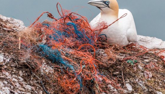 Single-Use Plastic an unexpected hoodoo