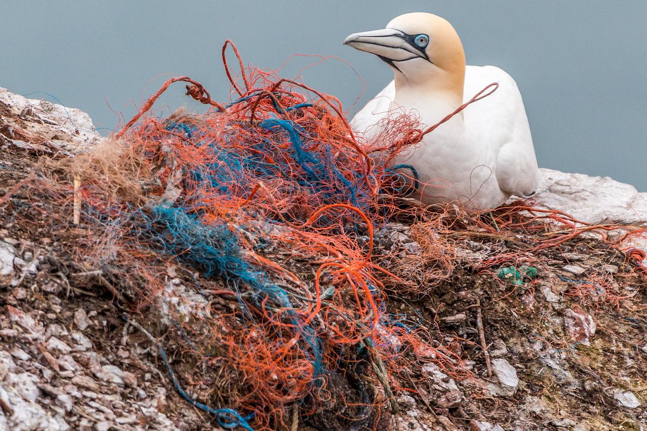 Single-Use Plastic an unexpected hoodoo