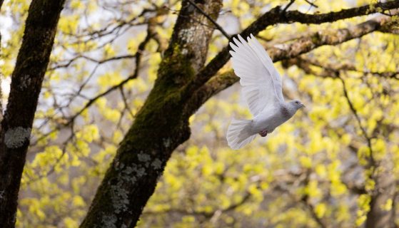 What does personal peace mean?