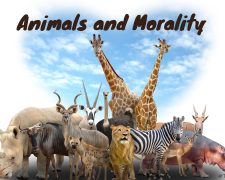 Animals and Morality