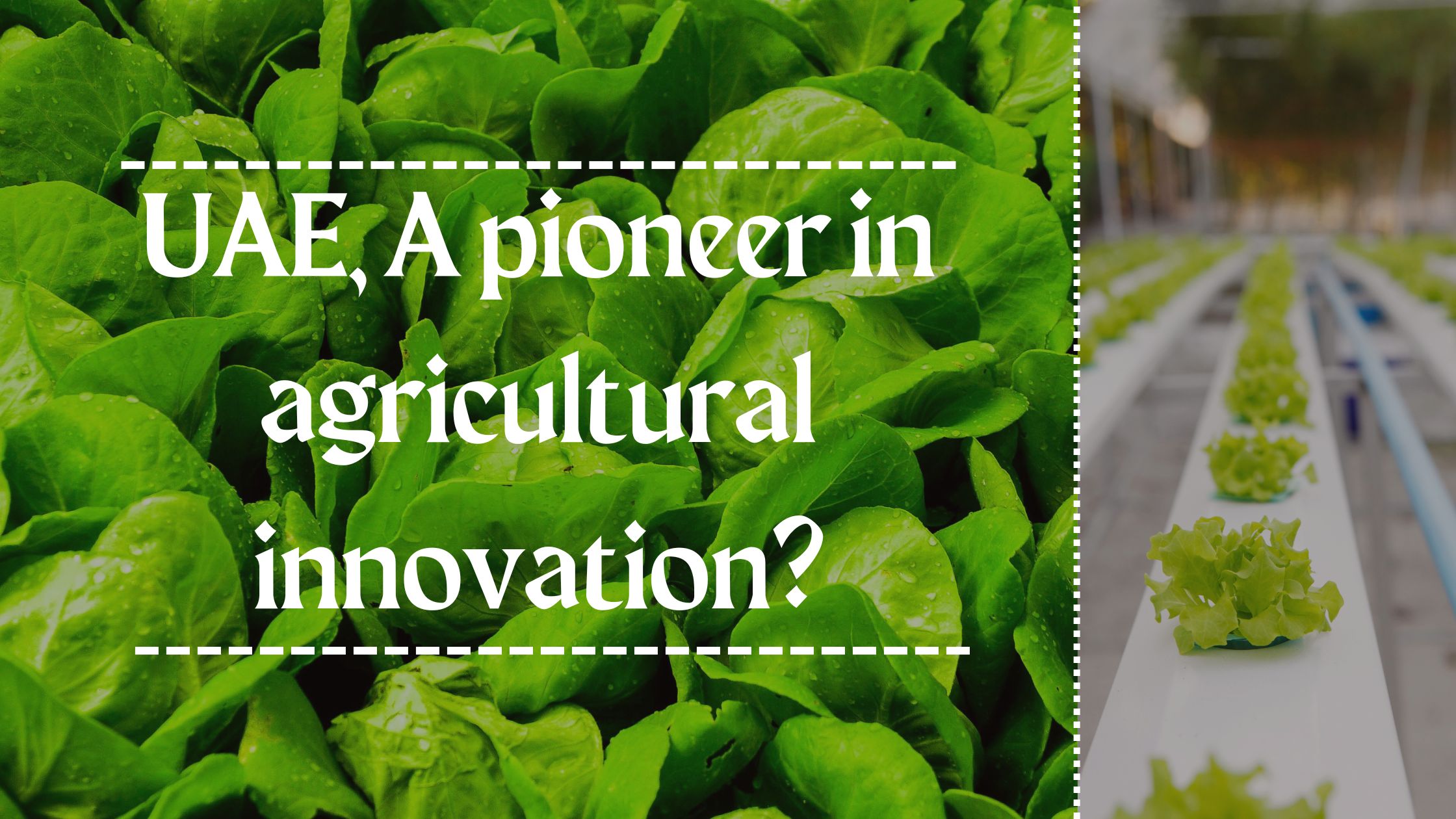 UAE, A pioneer in agricultural innovation?