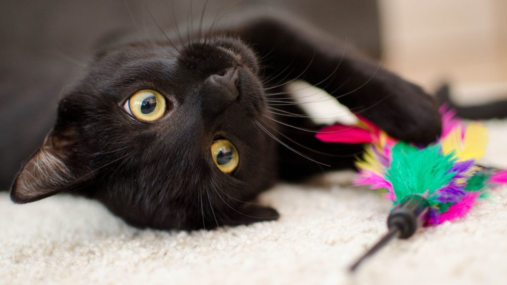 Black cat Superstitions

