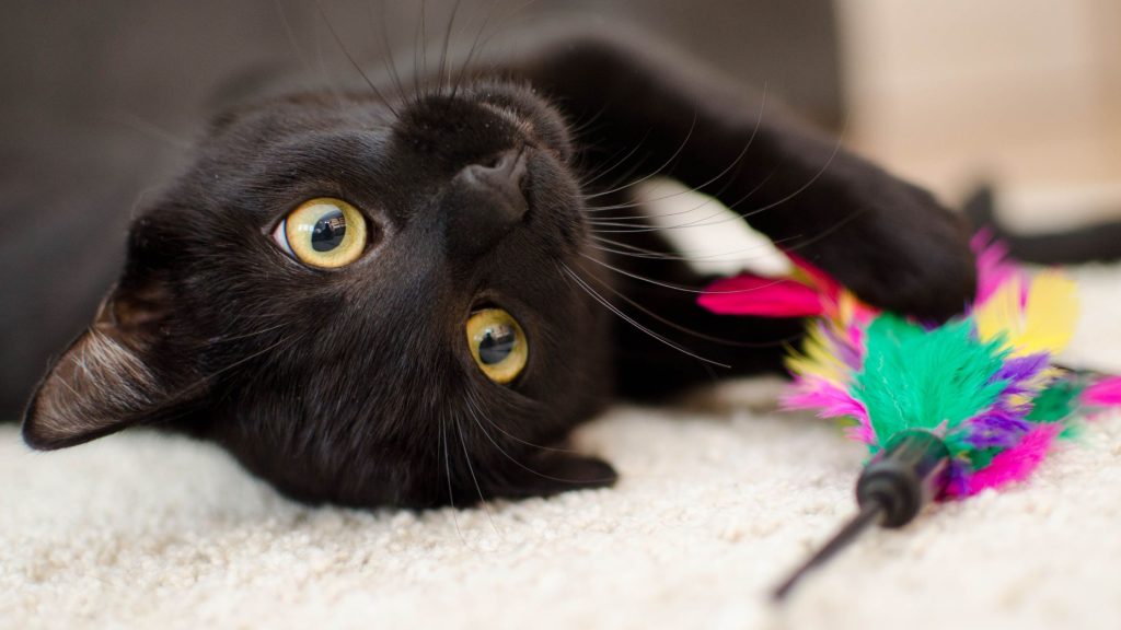 Black cat Superstitions