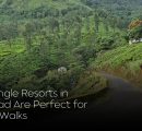 Why Jungle Resorts in Wayanad Are Perfect for Nature Walks