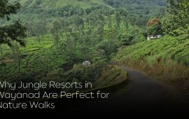 Why Jungle Resorts in Wayanad Are Perfect for Nature Walks
