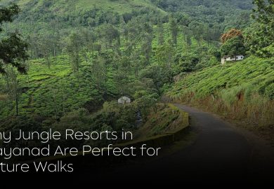 Why Jungle Resorts in Wayanad Are Perfect for Nature Walks
