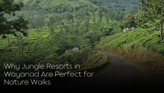 Why Jungle Resorts in Wayanad Are Perfect for Nature Walks