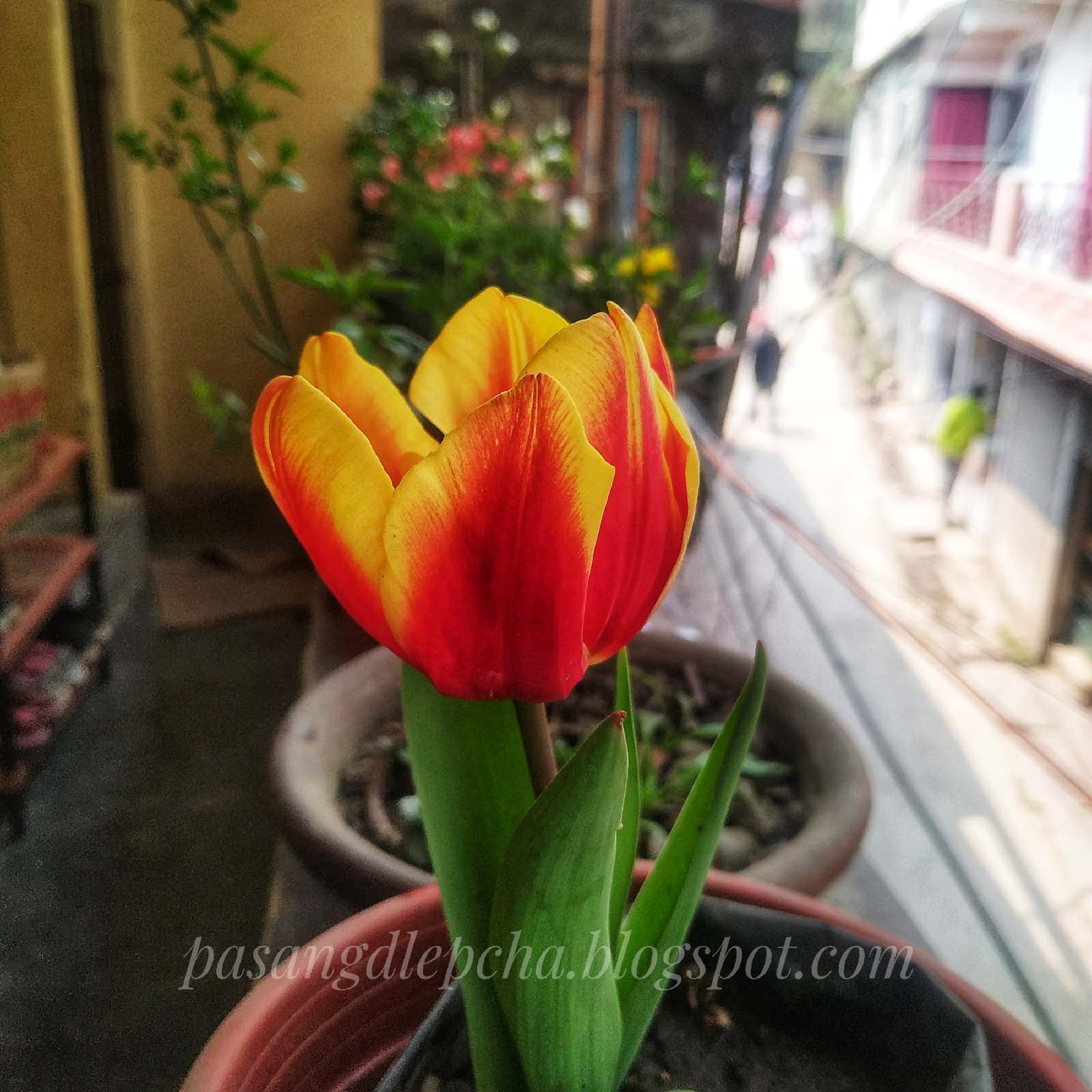 Tulip Blooms 2021 How to grow Tulips in pots?