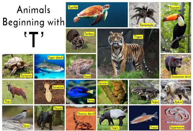 Animals Beginning with T- With facts and Information! #BlogchatterA2Z