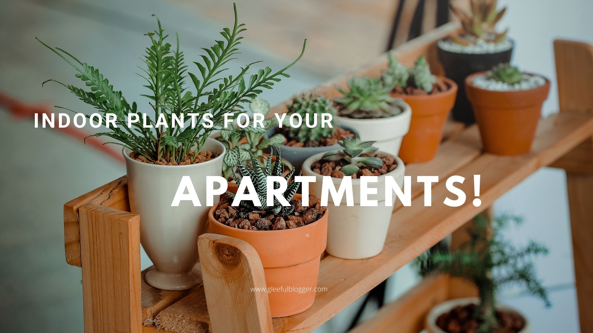 6 Best Low Maintenance Indoor Plants for Apartments - Low-Maintenance Plants For Apartments