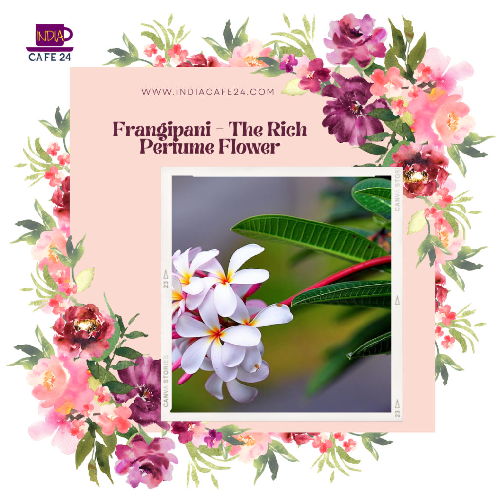Frangipani The Rich Perfume Flower