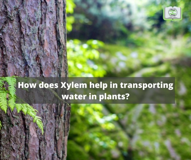 How does Xylem help in transporting water in plants?